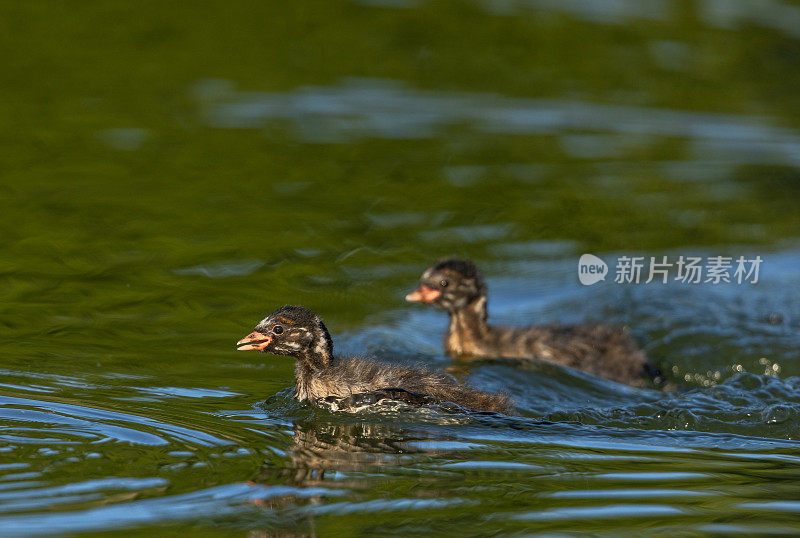 两只小䴙䴘(学名:Tachybaptus ruficollis)